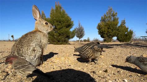 rabbit cam|Rabbit Web Cams